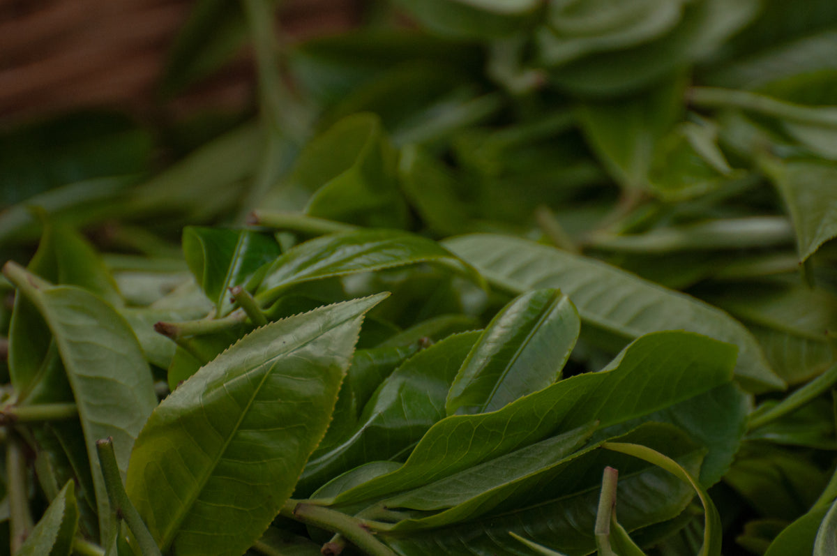 Ancienta Tea Wild Ancient Tree Black Tea – Pulu°