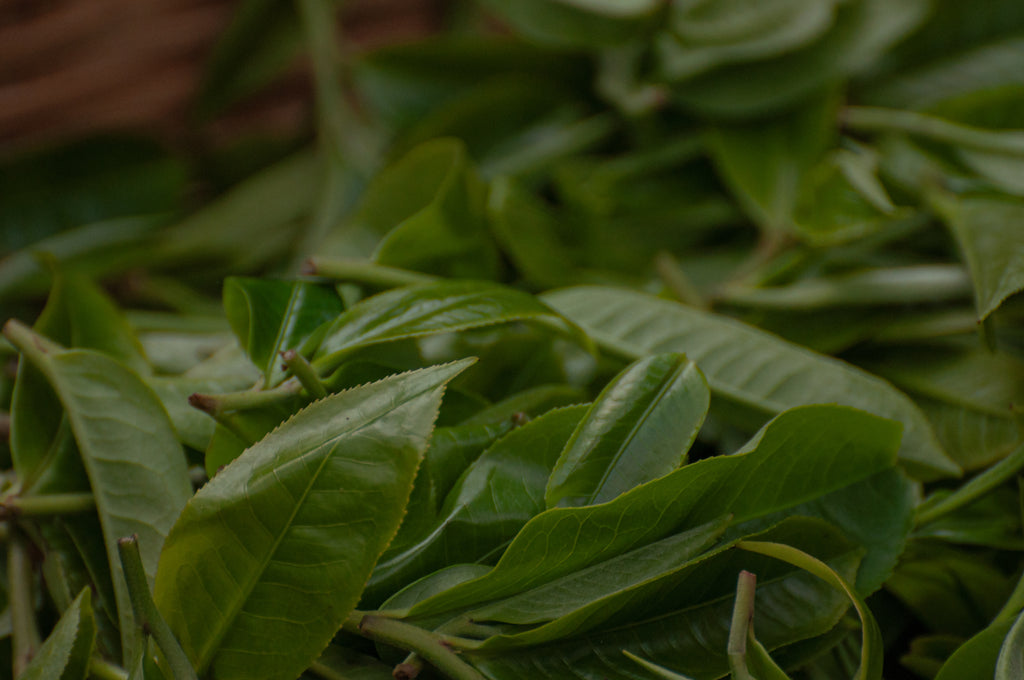 Wild Ancient Tree Black Tea