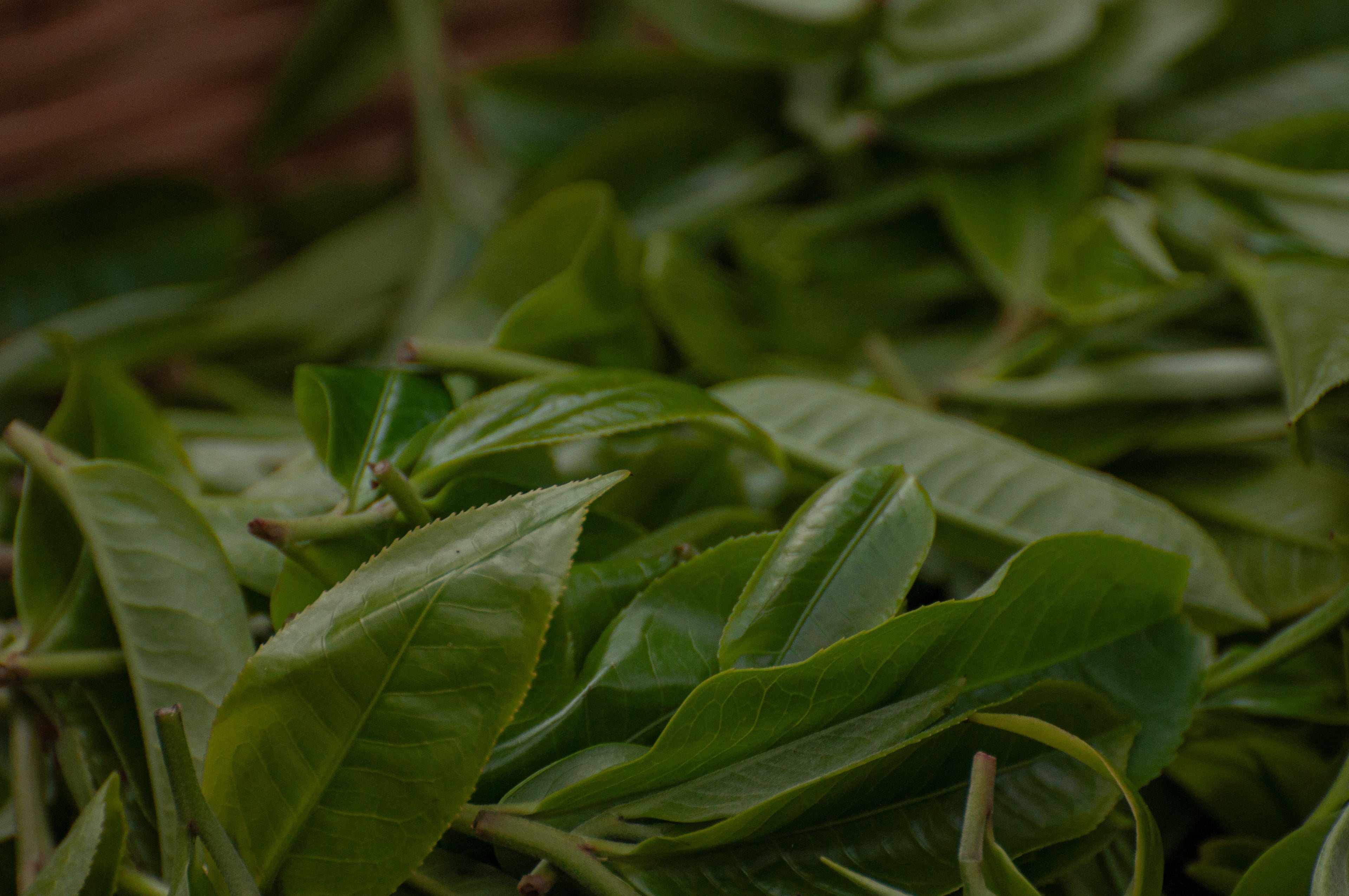 Wild Ancient Tree Black Tea