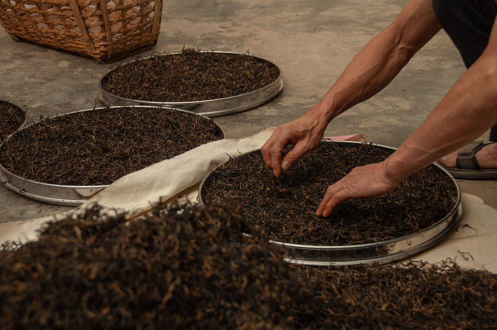 Wild Ancient Tree Black Tea
