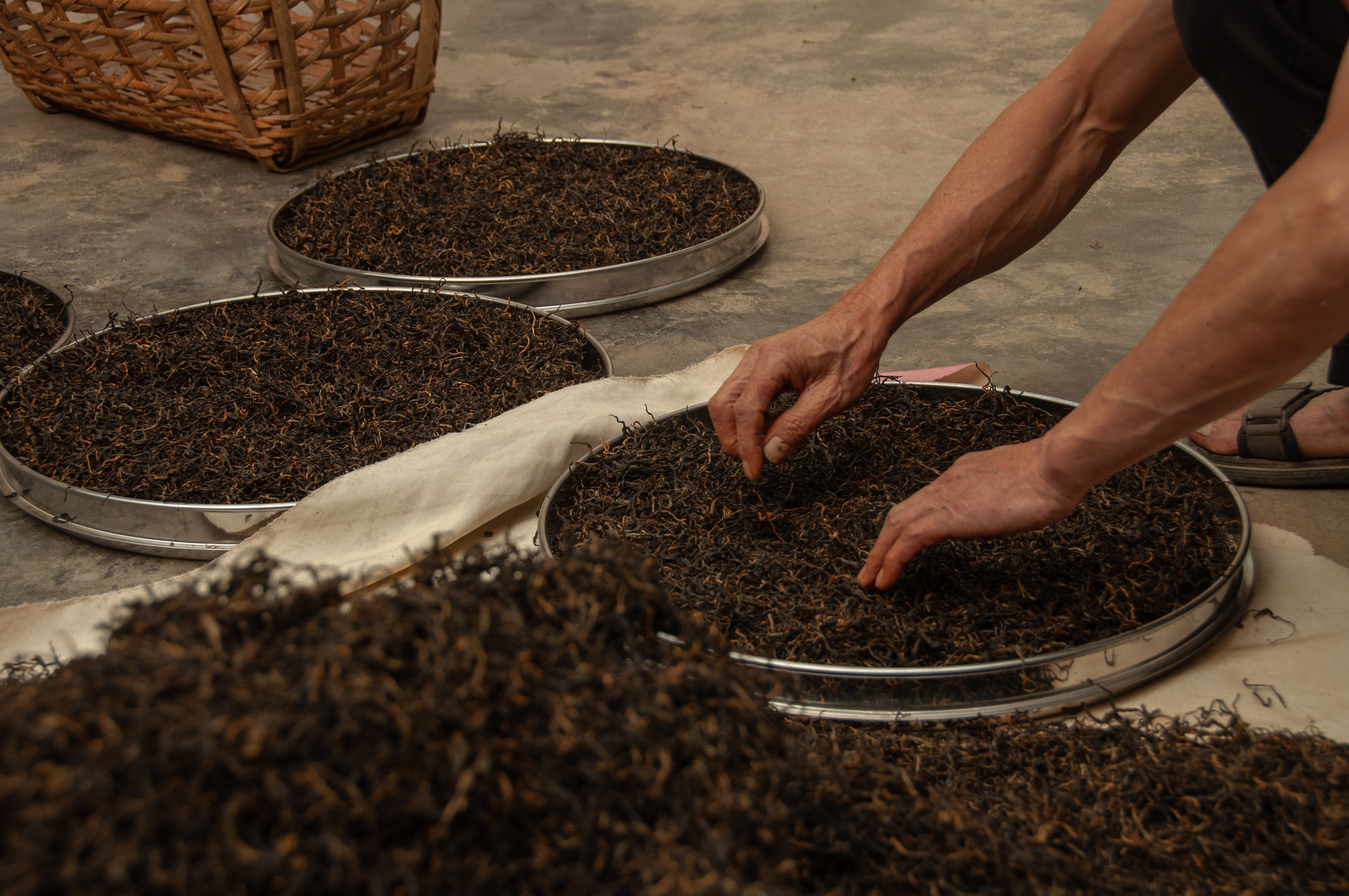 Wild Ancient Tree Black Tea