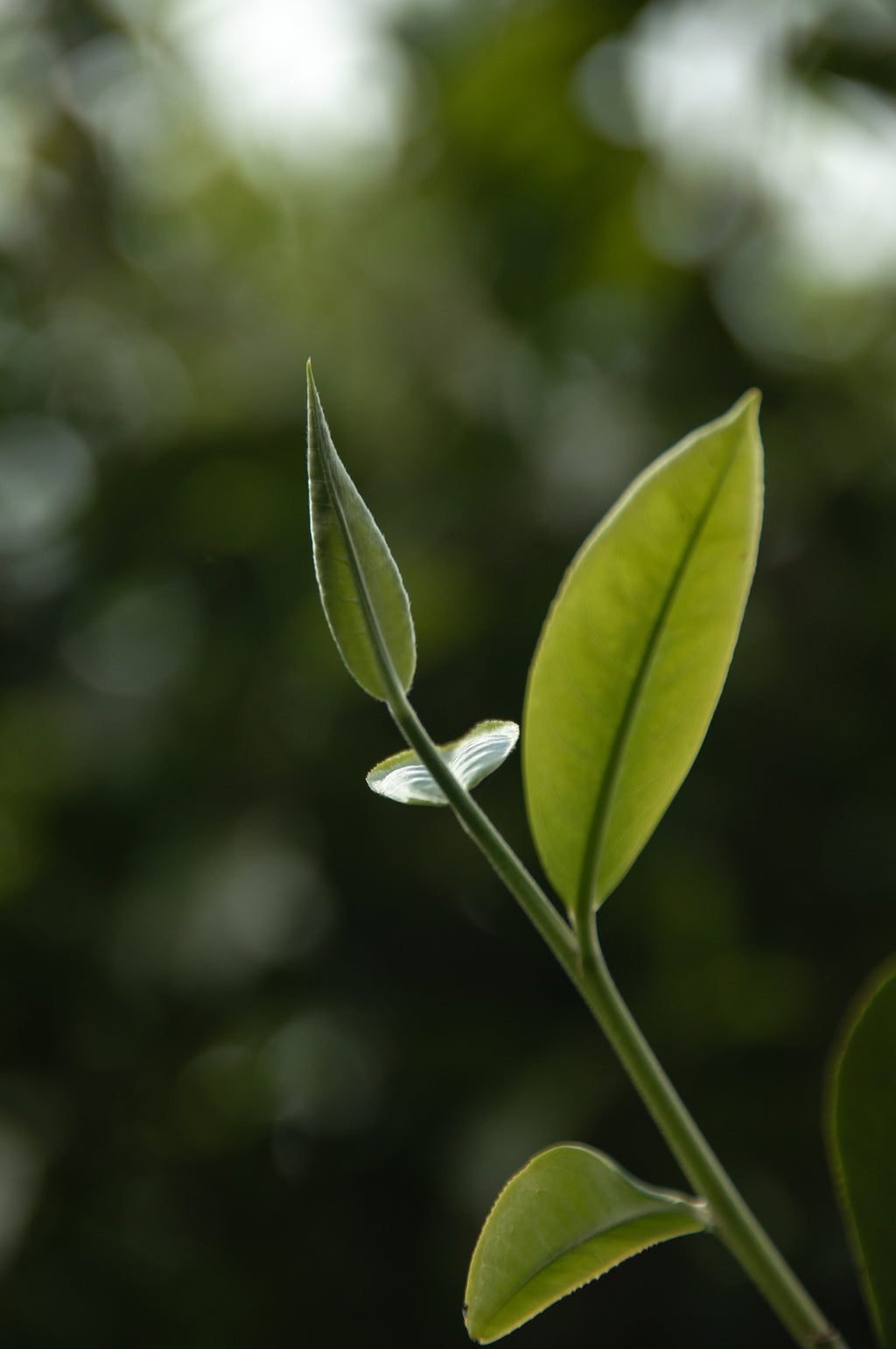 Banzhang White Tea