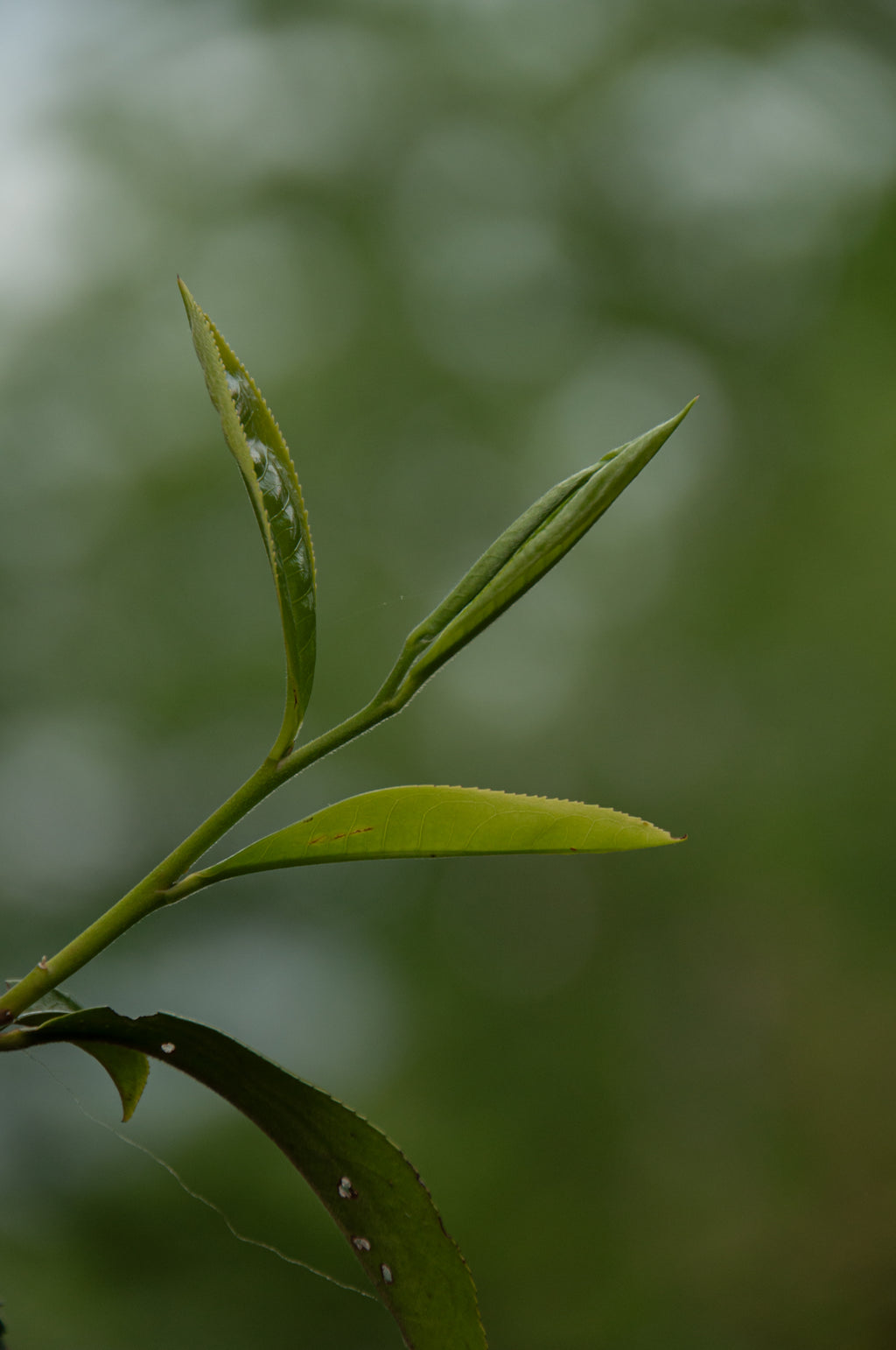 Banzhang White Tea