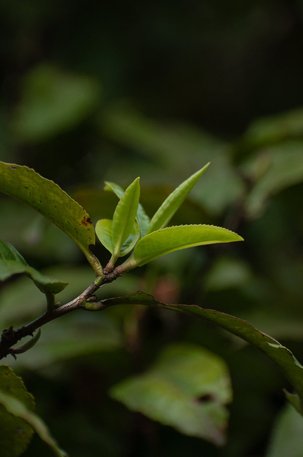 Banzhang White Tea