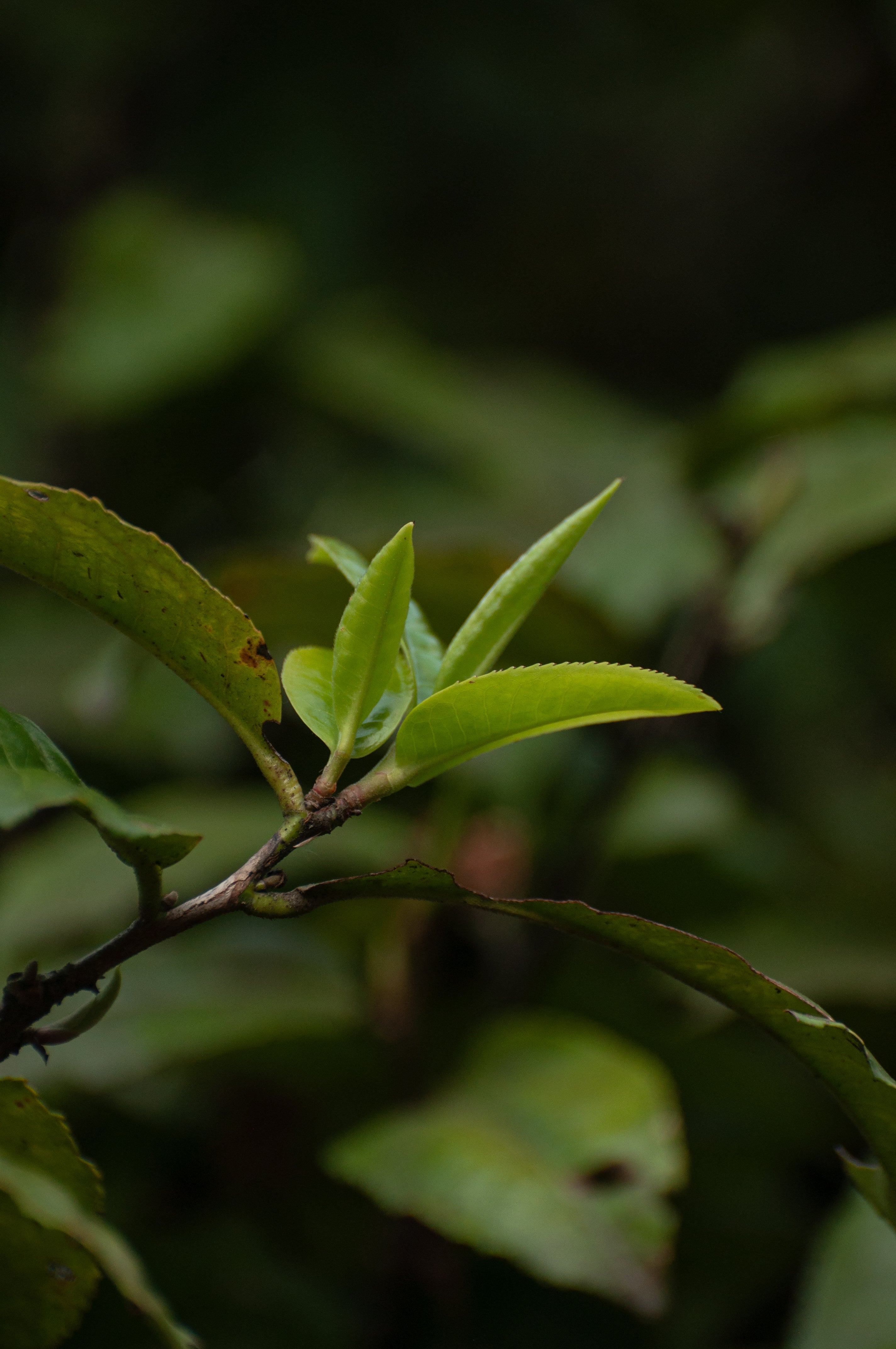 Banzhang White Tea