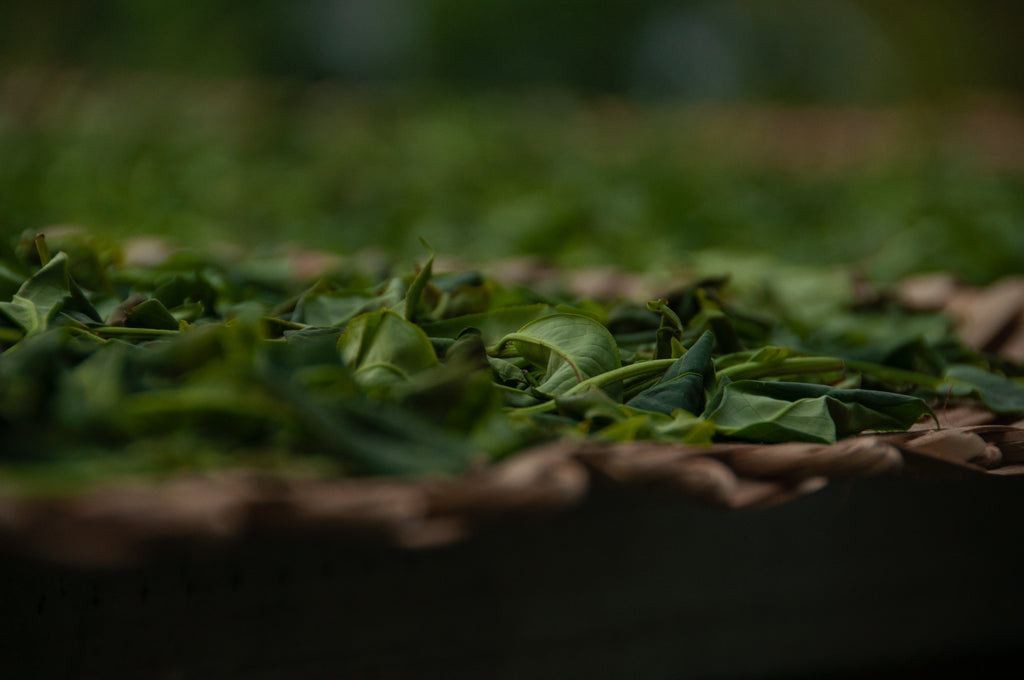 Banzhang White Tea