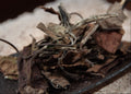 Banzhang White Tea