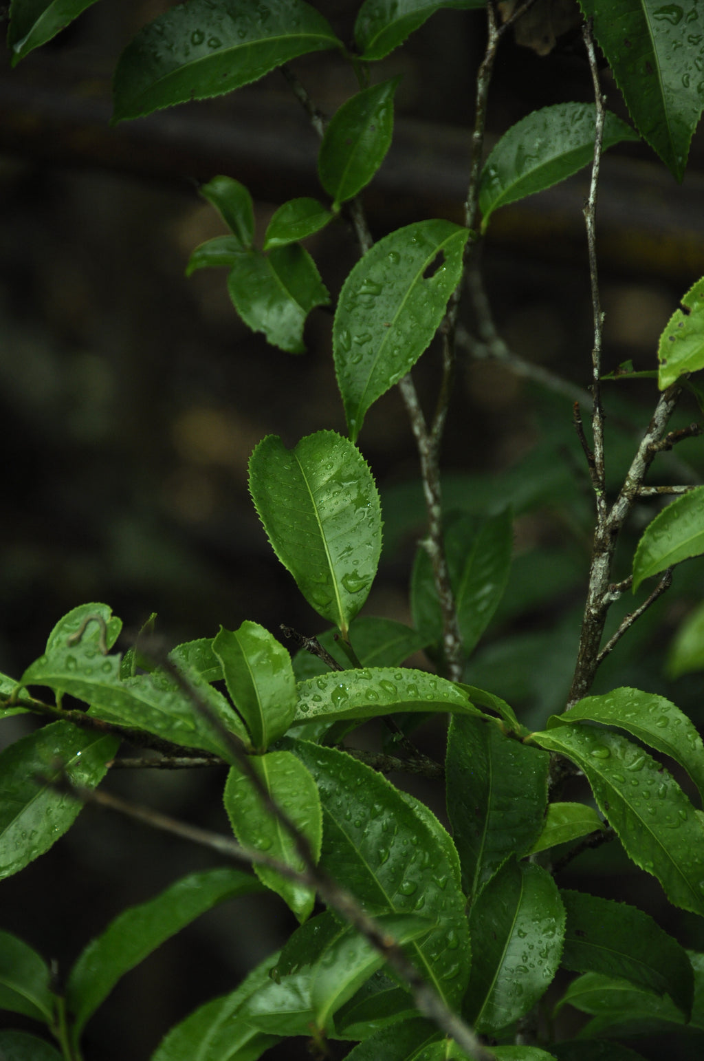 Signature Raw Pu'er
