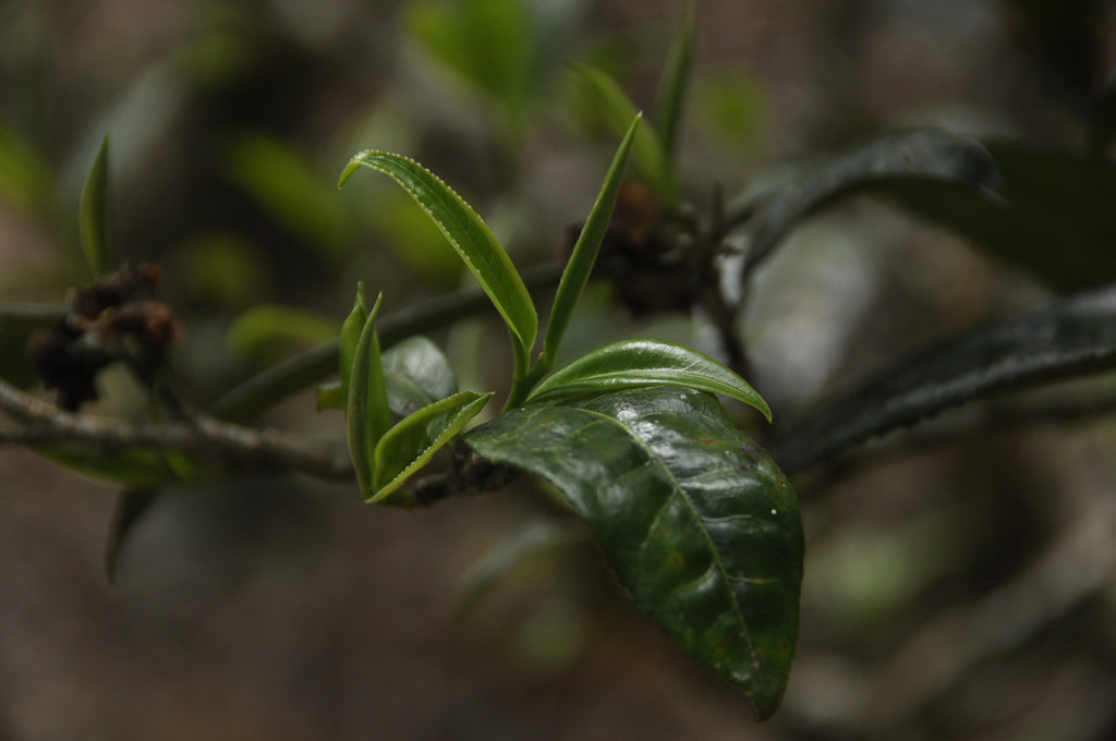 Banzhang Ripe Pu'er
