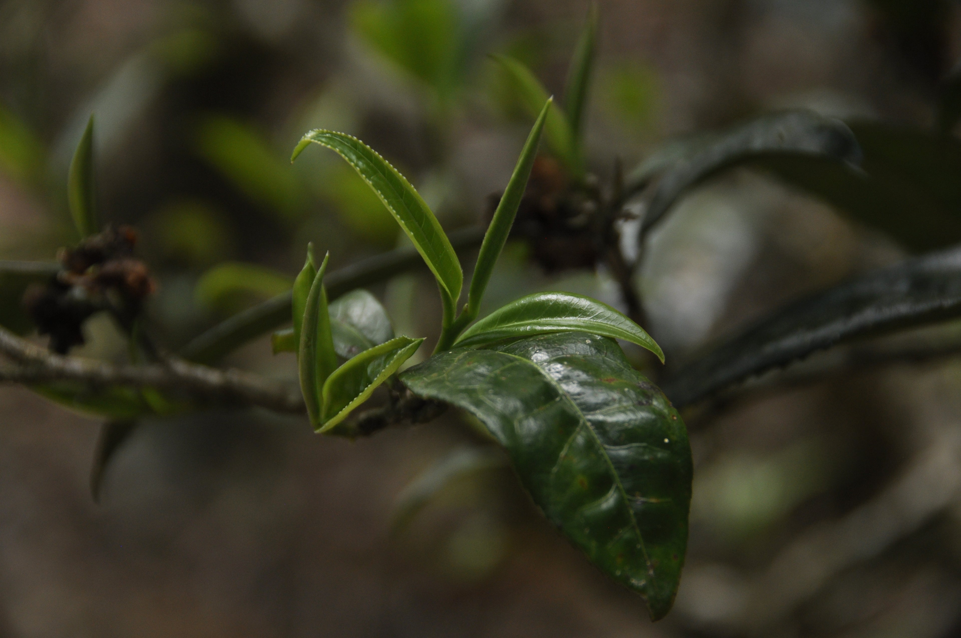 Banzhang Ripe Pu'er