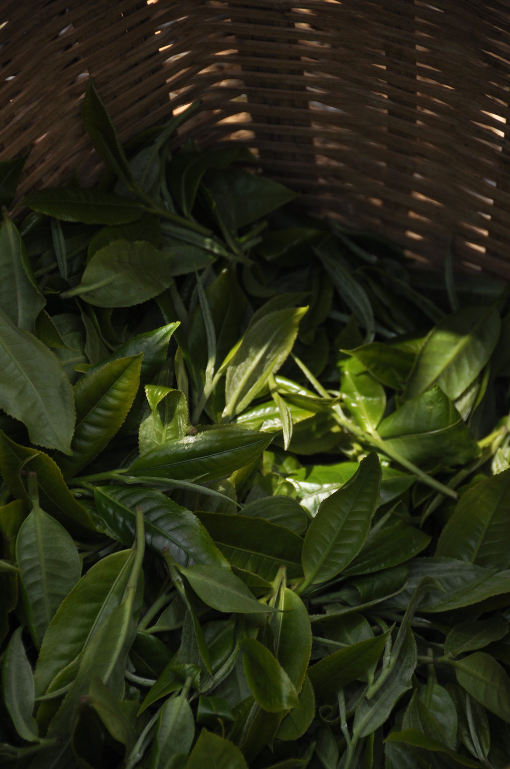 Signature Raw Pu'er