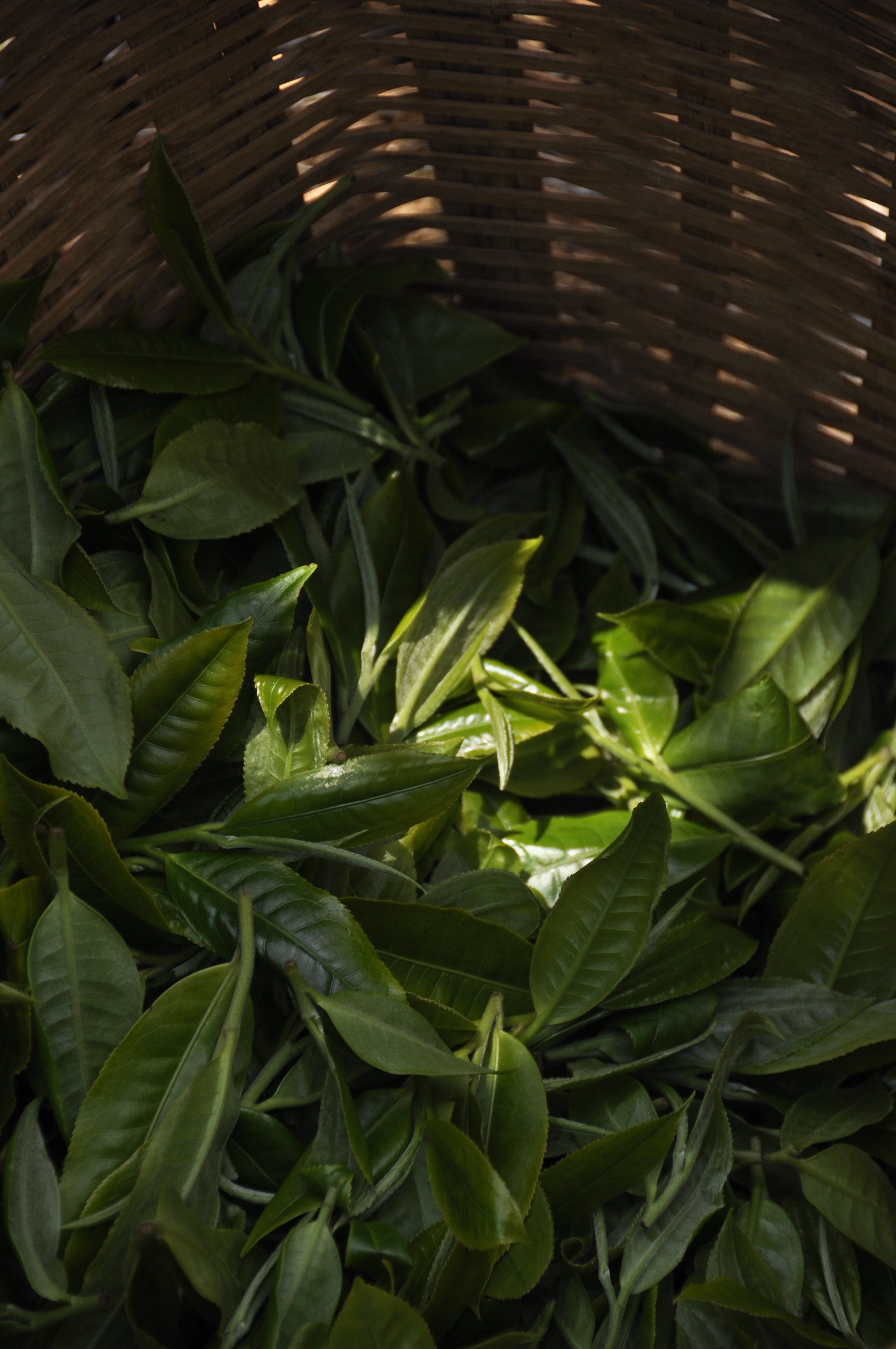 Signature Raw Pu'er
