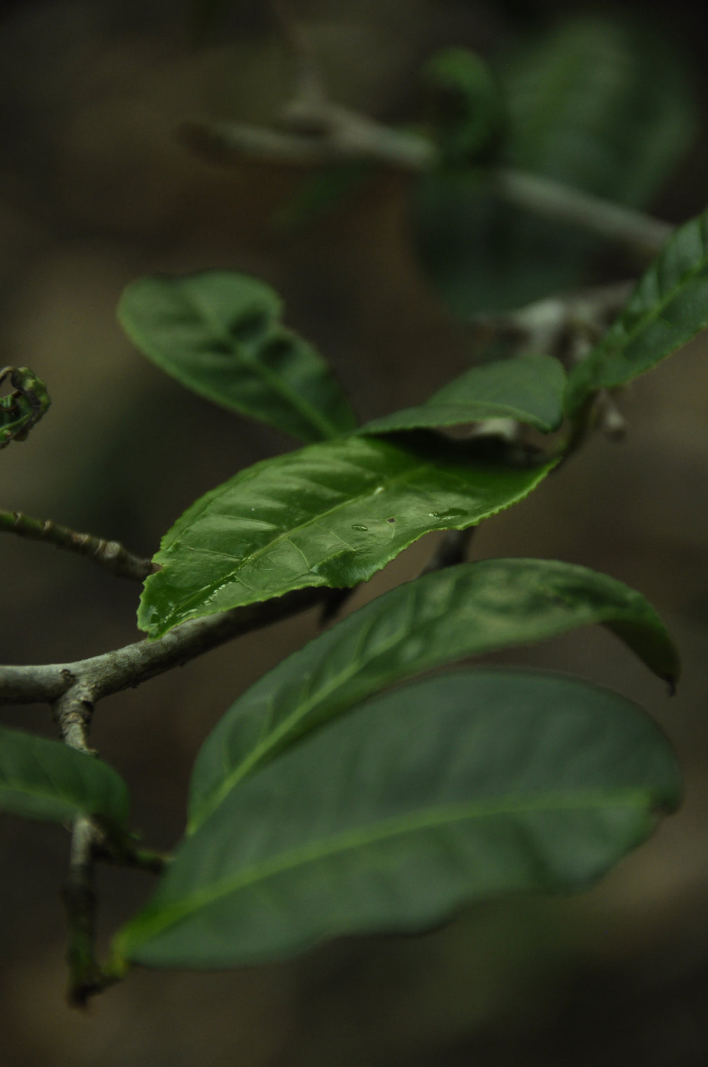 Banzhang Ripe Pu'er