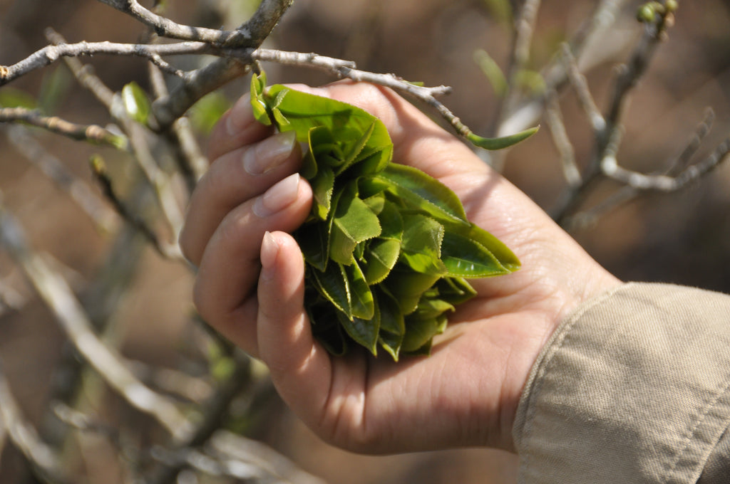 Signature Raw Pu'er