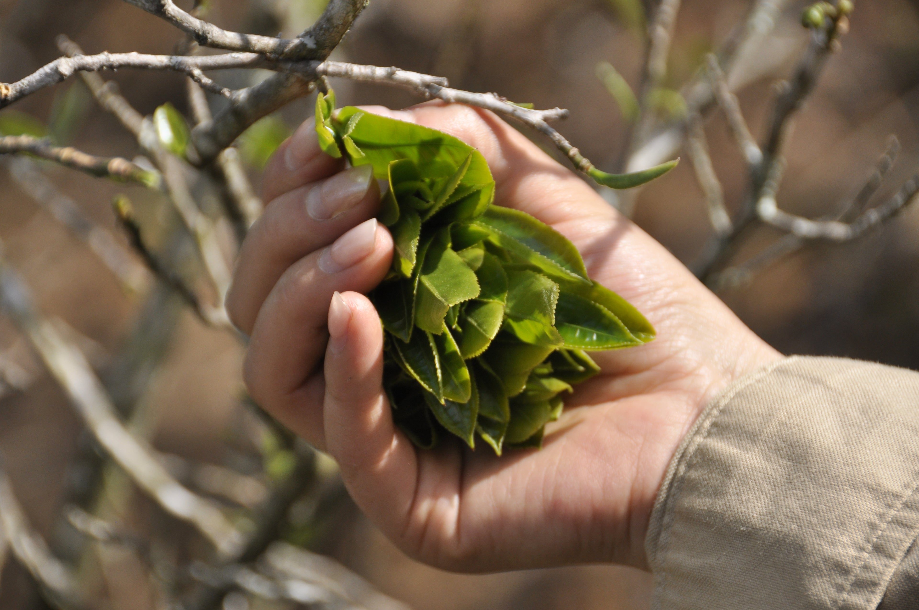 Signature Raw Pu'er